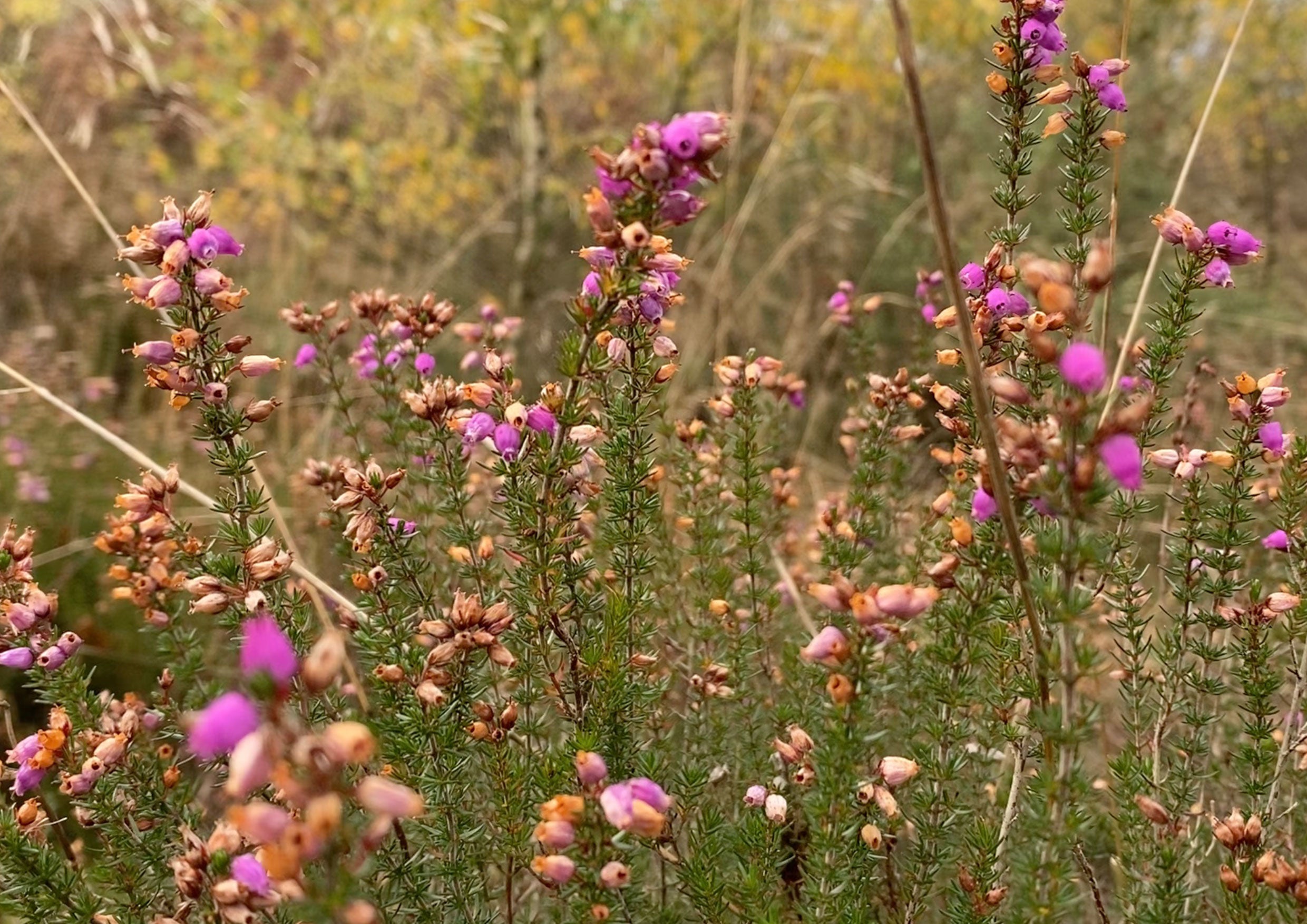 Pink and yellow flowers in a field.