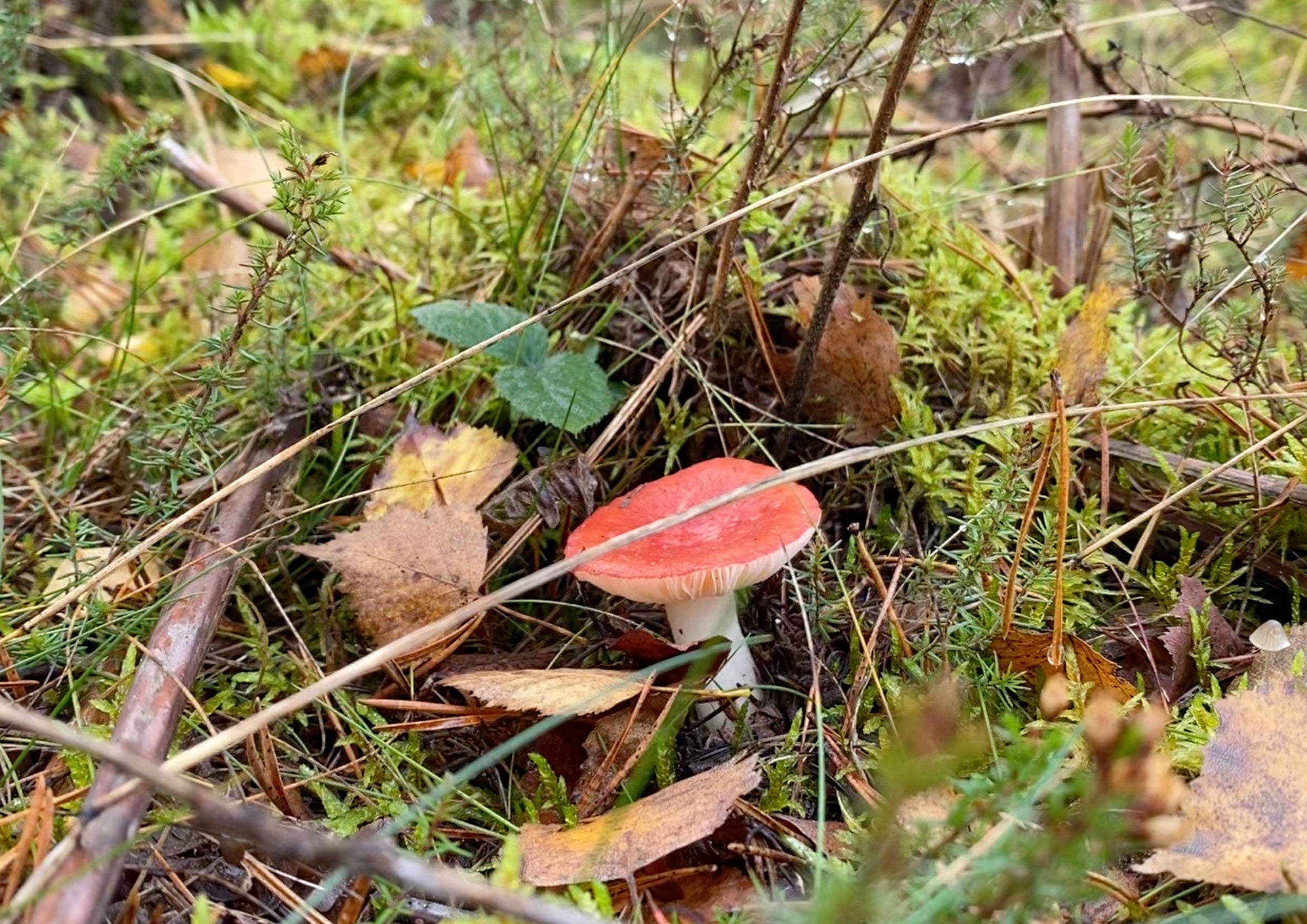 Toadstool in a field