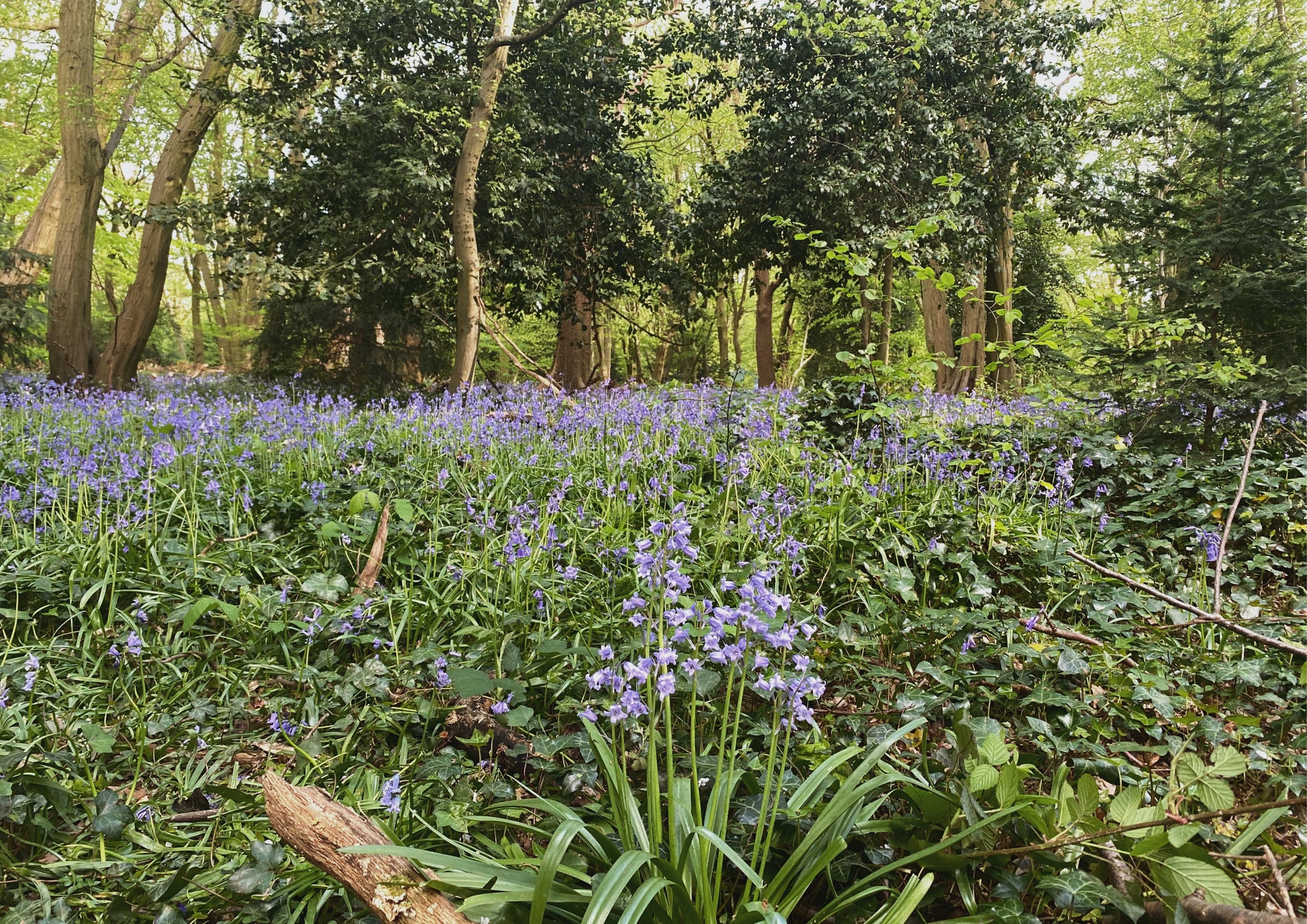 Bluebell woods