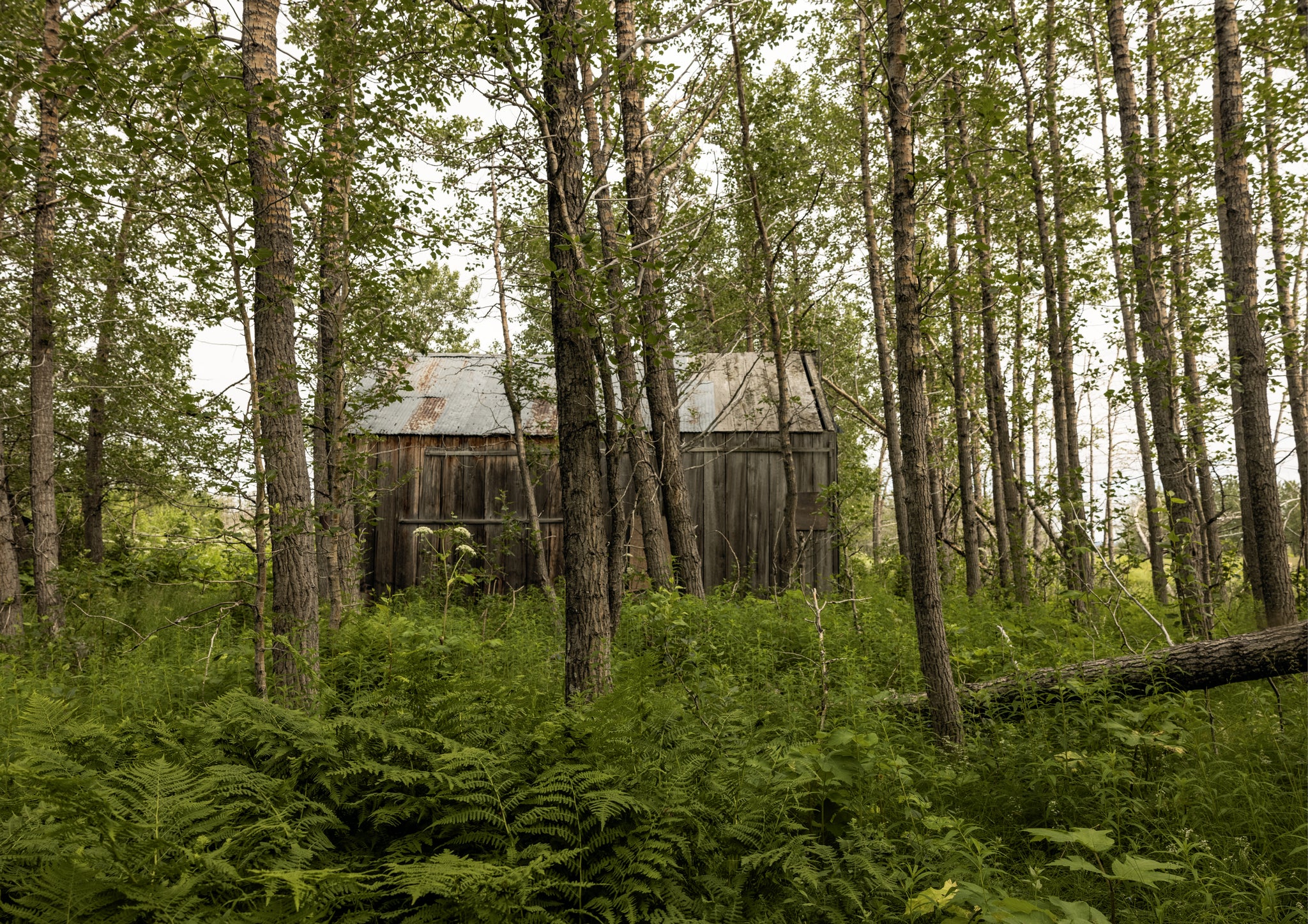 A cabin in woodland
