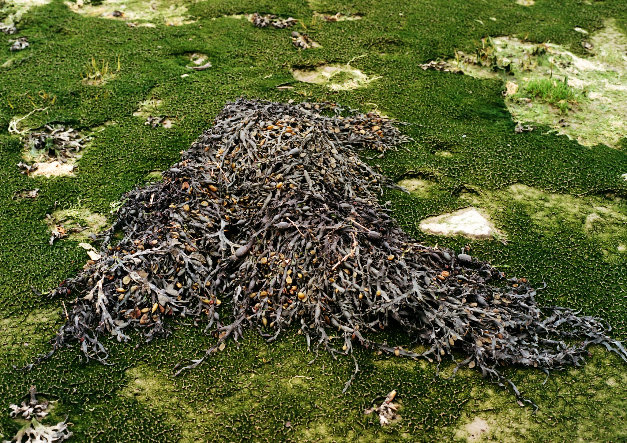 Seaweed